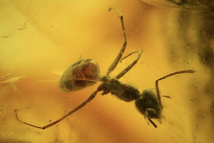 mm, Detailed Fossil Ant (Formicidae) In Baltic Amber #120633